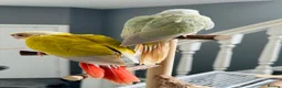 Conures birds for sale: Super Tame Baby Parrot Conures - Advert 3