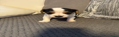 Jack Russell Puppy 3