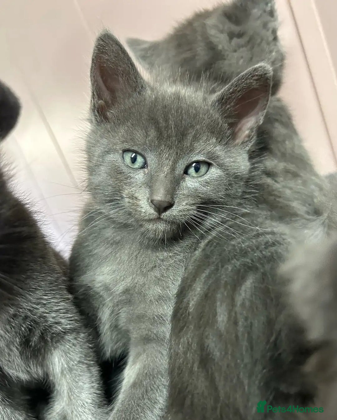 Russian Blue cats for sale: 🤎Healthy blue russians kitties so sweet - Image 5