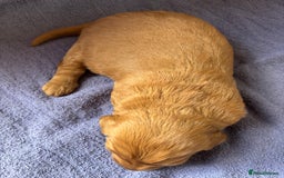 Labradoodle dogs for sale: F1 Labradoodle puppy’s  - Image 3