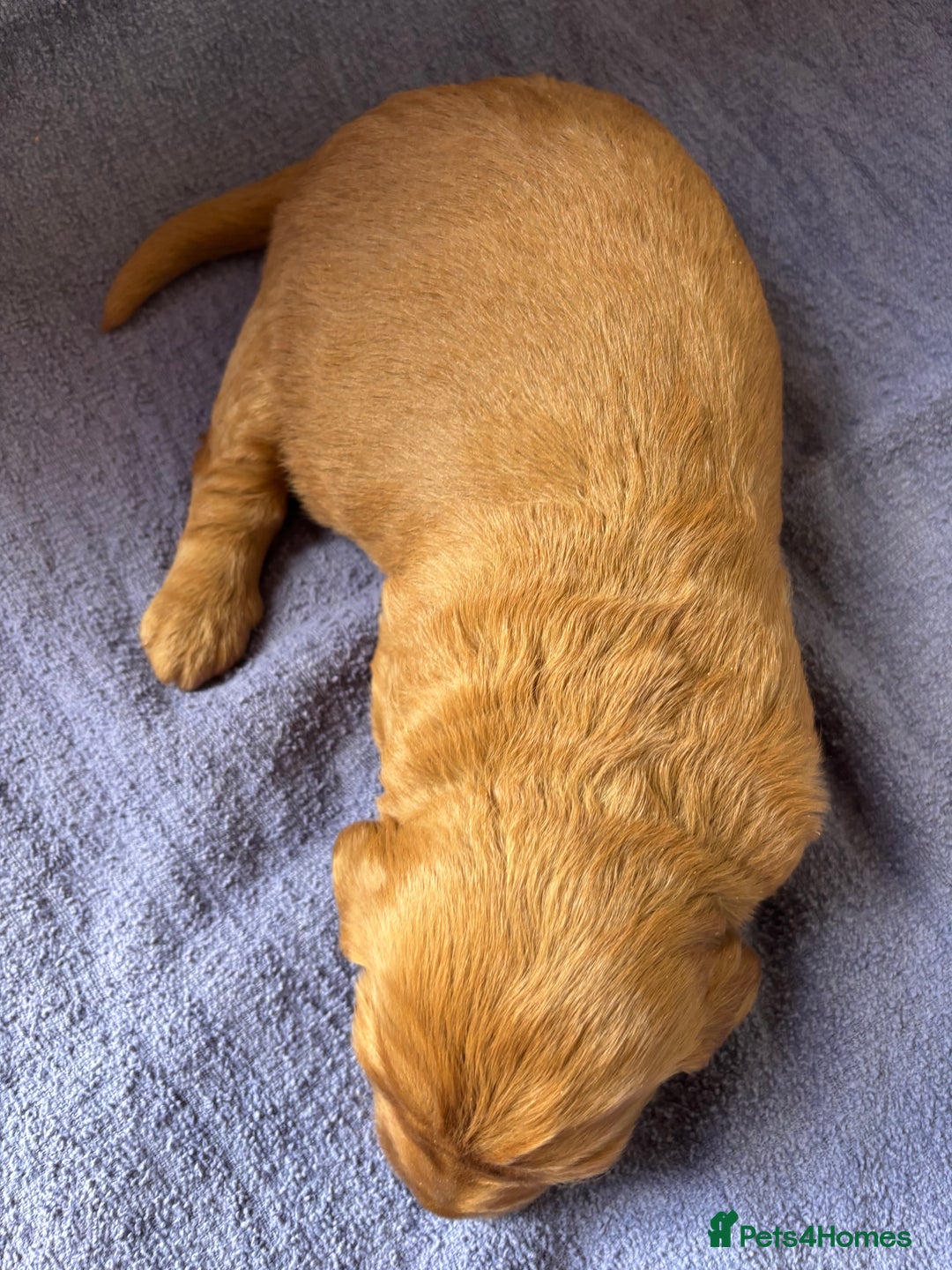 Labradoodle dogs for sale: F1 Labradoodle puppy’s  - Image 3