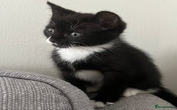 Domestic Shorthair cats for sale: Kitten male for sale - Image 3