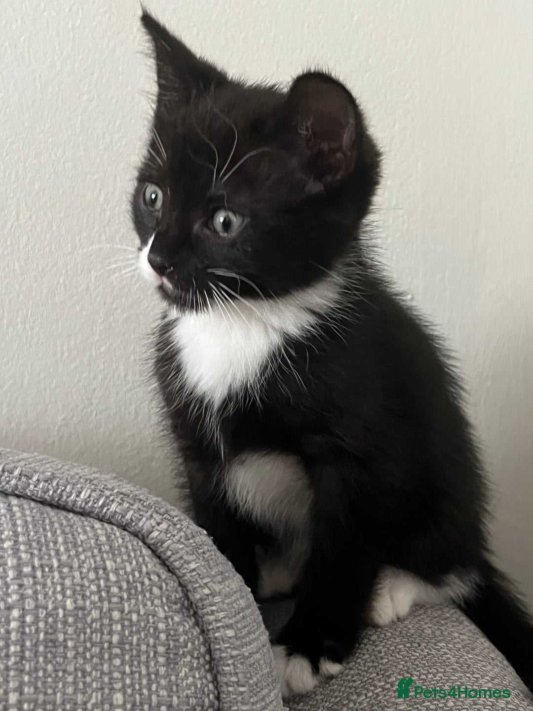 Domestic Shorthair cats for sale: Kitten male for sale - Image 3