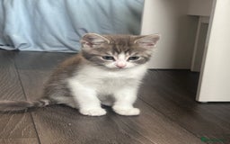 British Shorthair cats for sale: 3 Male kittens ready to be collected  - Image 2