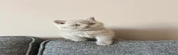 British Shorthair cats for sale: British Shorthair Boy - Advert 6