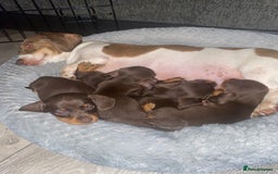 Dachshund dogs for sale: Minature dashounds boys  - Image 10