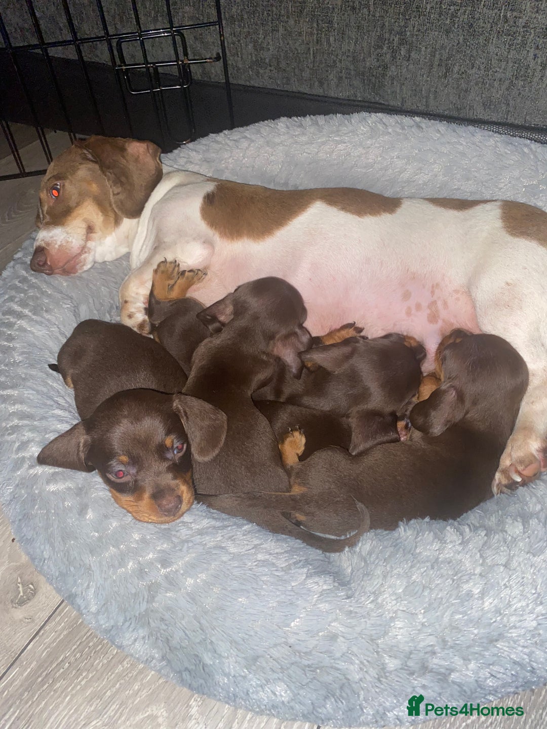 Dachshund dogs for sale: Minature dashounds boys  - Image 10