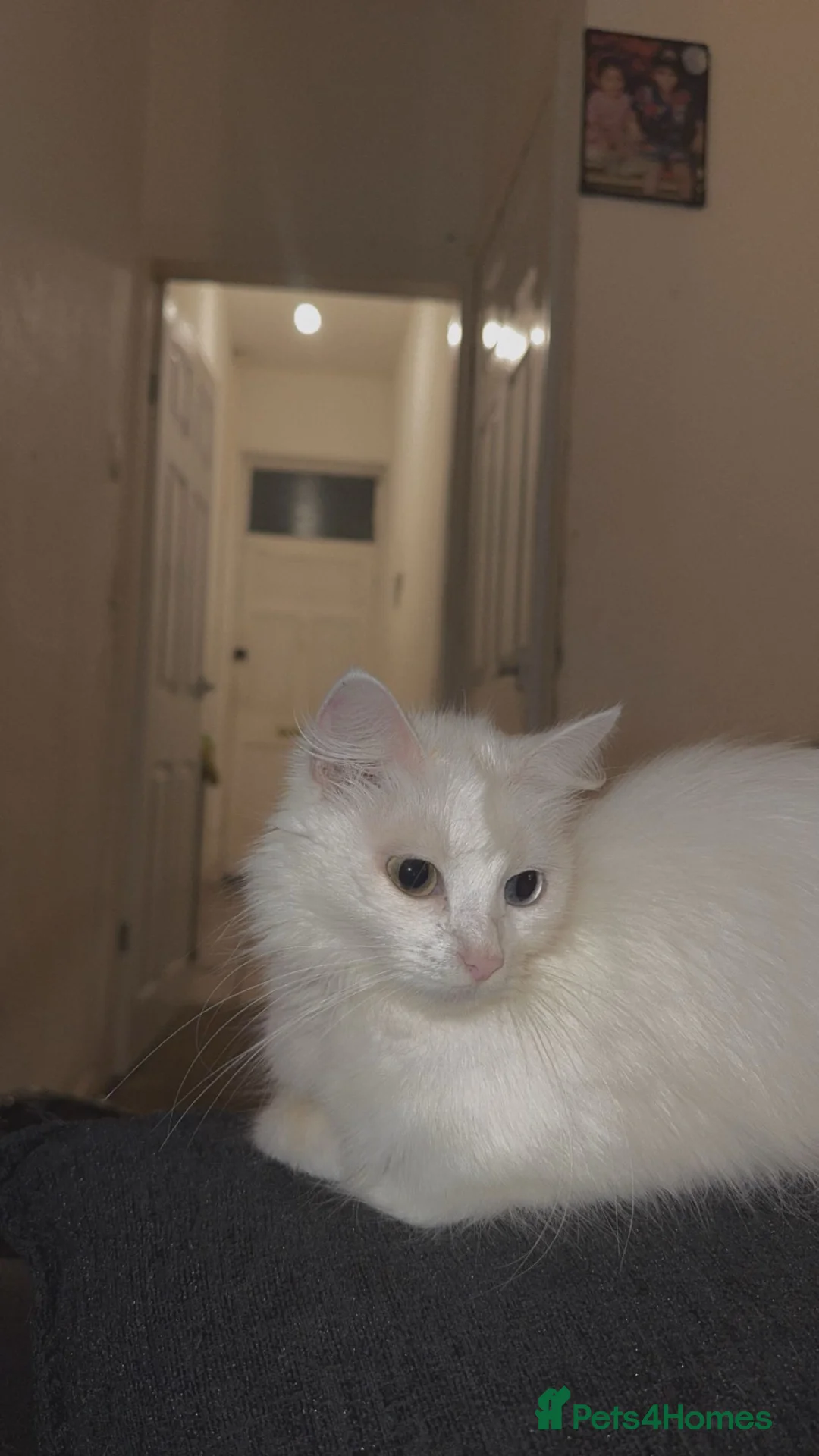 Turkish Angora cats for sale: Turkish angora with 2 different coloured eyes in Birmingham - Advert 7