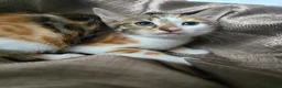 Mixed Breed cats for sale: Beautiful Bengal × British Shorthair Kittens - Advert 26
