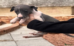 Whippet dogs for sale: Kc registered.Whippets. - Image 31