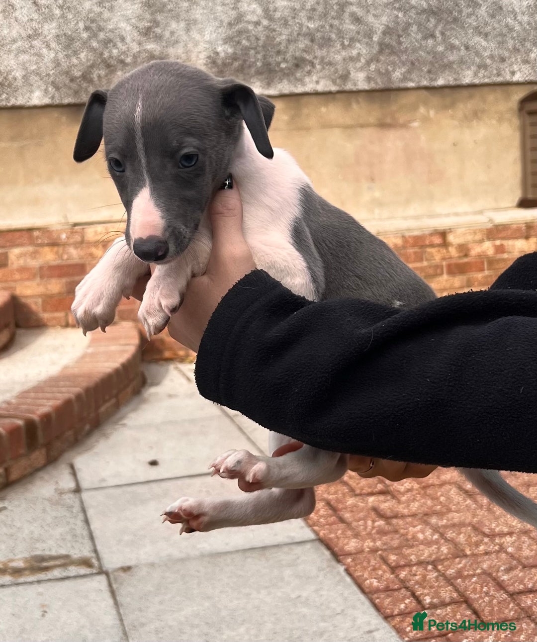 Whippet dogs for sale: Kc registered.Whippets. - Image 31
