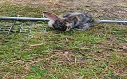 Harlequin rabbits for sale: 4 Gorgeous Harlequin bunnies looking for a 🏡  - Image 5