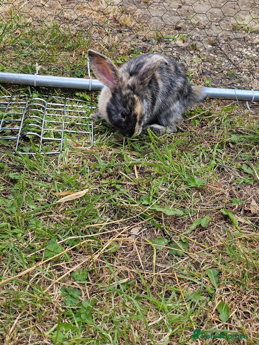 Harlequin rabbits for sale: 4 Gorgeous Harlequin bunnies looking for a 🏡  - Image 5