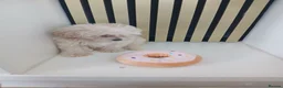 Maltipoo dogs for sale:  Maltipoo puppies ready to go in Doncaster - Advert 10