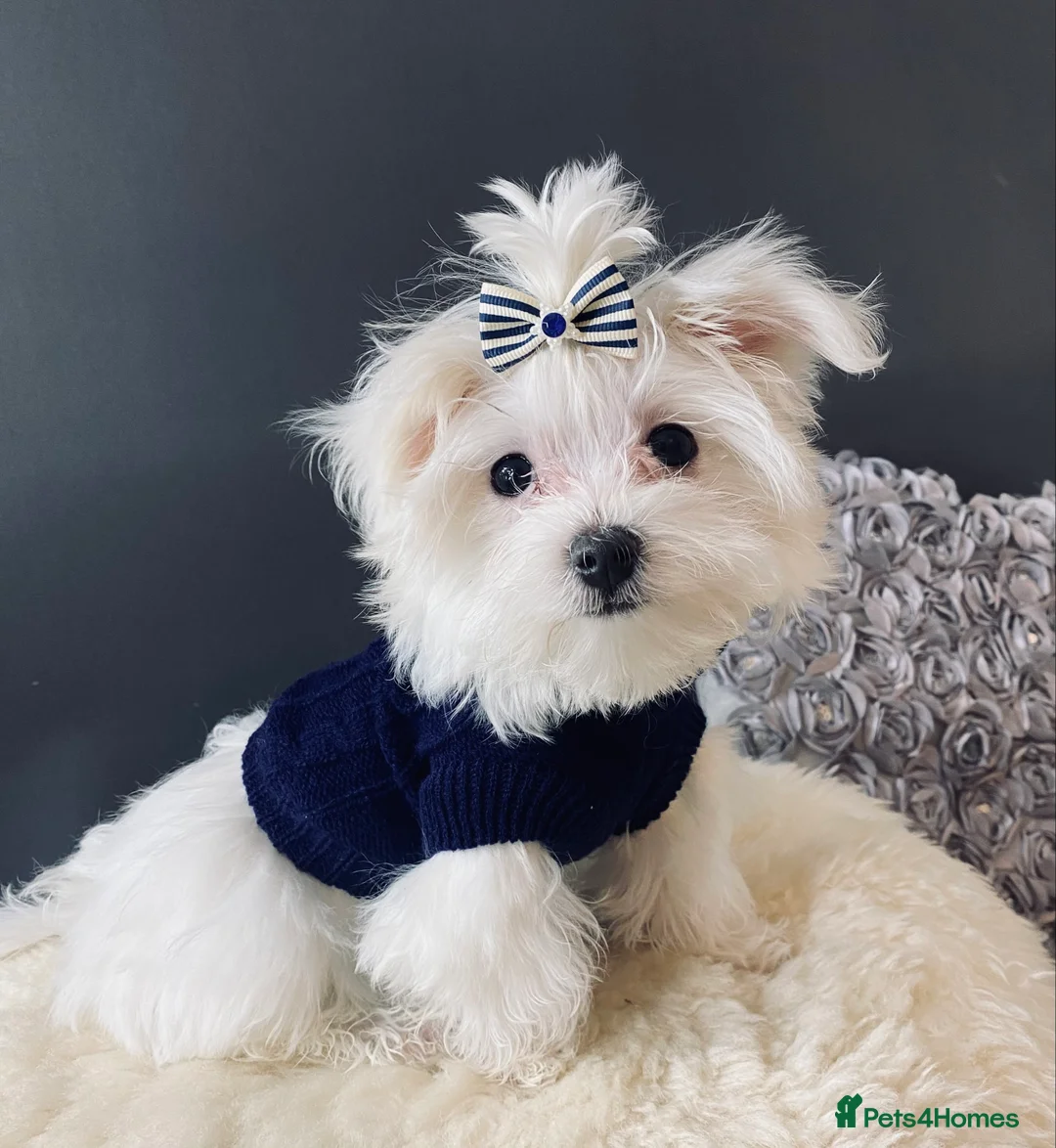 Maltese dogs for sale: ✨ Outstanding KC korean Maltese Puppies ✨ - Advert 5