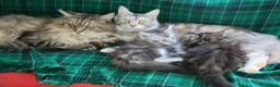 Maine Coon cats for sale: American Maine coon Kittens in Buckley - Advert 6