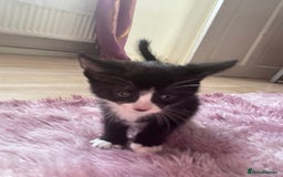 Mixed Breed cats for sale: 6 playful kitties ready to leave - Image 4