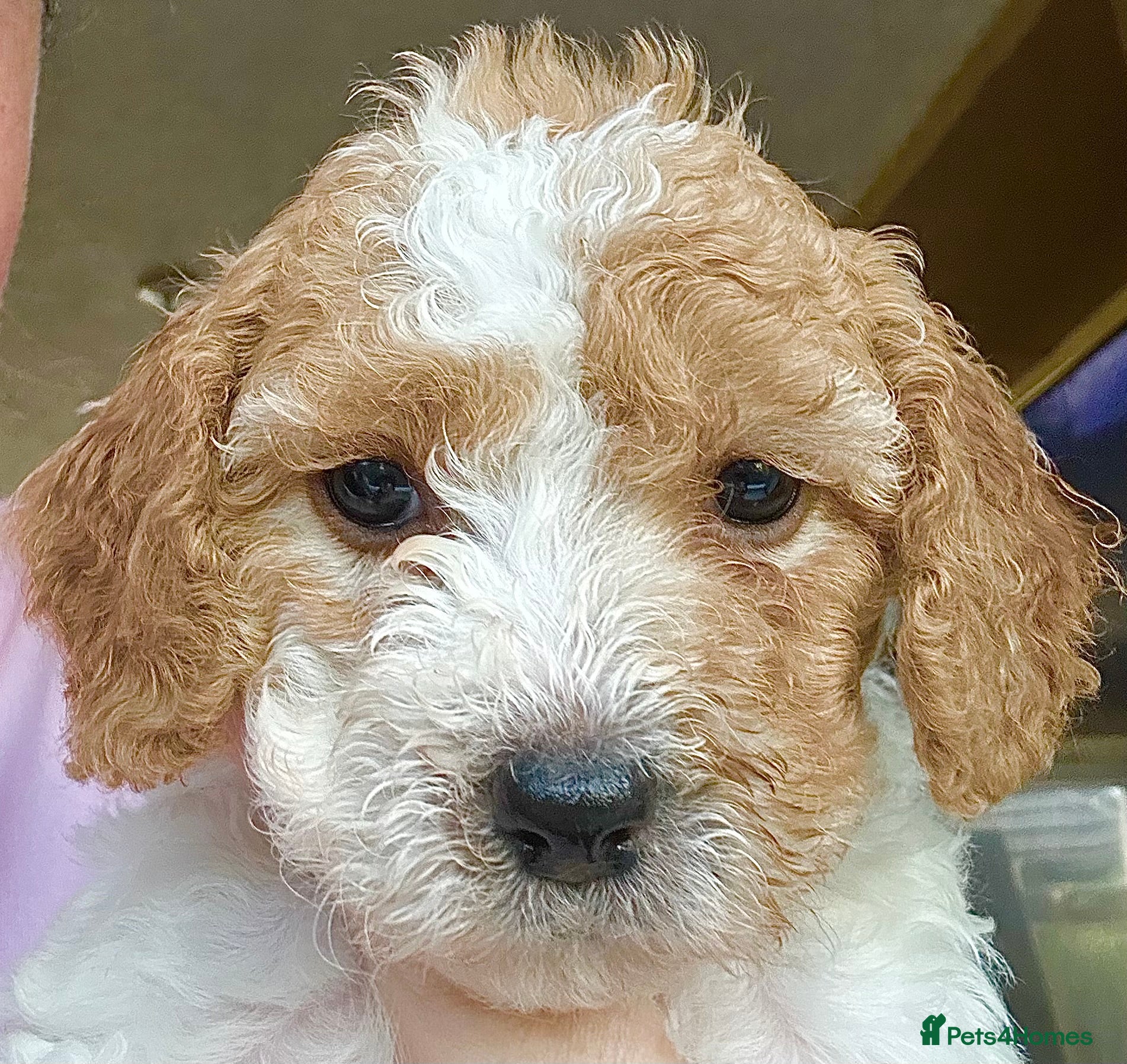 Cavapoochon dogs Beautiful Spring Cavapoochon Cockapoo Puppies  - Advert 1