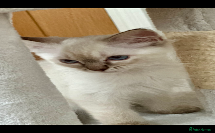 Ragdoll cats - Advert 3
