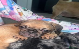 Pug dogs for sale: PUG PUPPYS READY TO GO !!!! - Advert 23