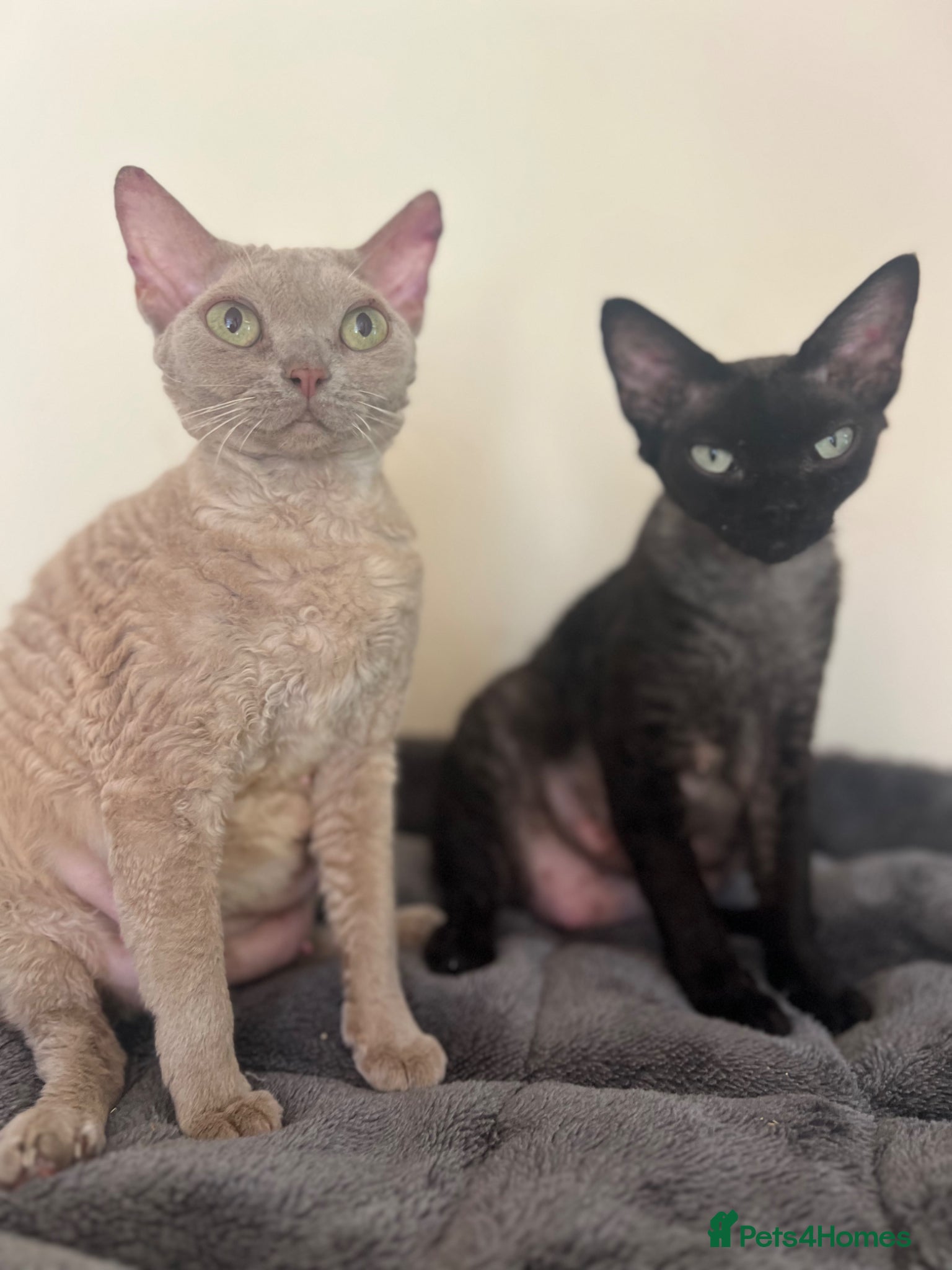 Devon Rex cats Affectionate Devon Rex kittens - Advert 2