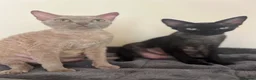 Devon Rex cats for sale: Affectionate Devon Rex kittens - Advert 2