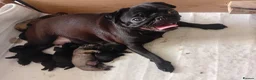Pug dogs for sale: 5 little black pugs  - Advert 3
