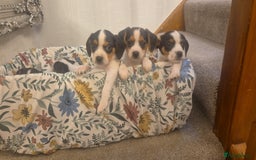 Mixed Breed dogs for sale: Jack russell x cavalier king Charles  - Image 4