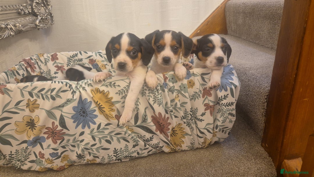 Mixed Breed dogs for sale: Jack russell x cavalier king Charles  - Image 4