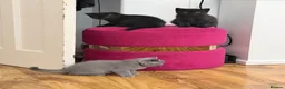 British Shorthair cats for sale: Lovely fully british short hair kittens - Advert 7