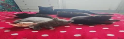 British Shorthair cats for sale: Gorgeous Fluffy Kittens - Advert 7