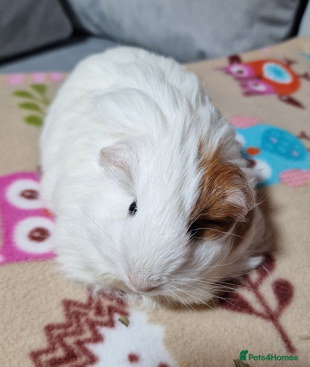 Guinea Pig rodents for sale: Two Stunning Sheltie Sows - Image 15