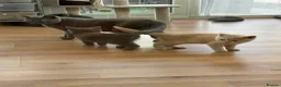British Shorthair cats for sale: Tortieshell & Cream BSH kittens ready to leave now - Advert 10