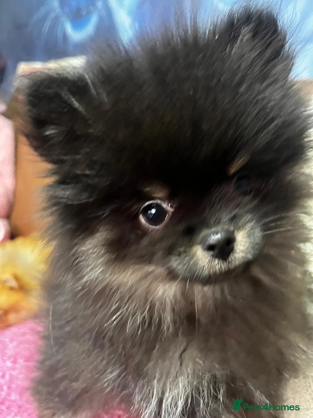 Pomeranian dogs for sale: World smallest teacup Pomeranian puppy - Advert 8