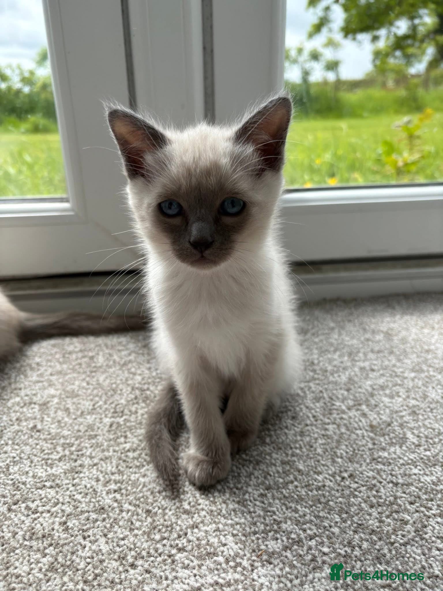 Mixed Breed cats Female Siamese/Ragdoll x Birman - Advert 1