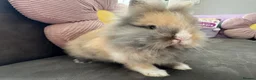 Lionhead rabbits for sale:  Double mane fluffy lion head  - Advert 8