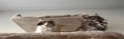Maine Coon cats for sale: Maine Coon - Advert 6