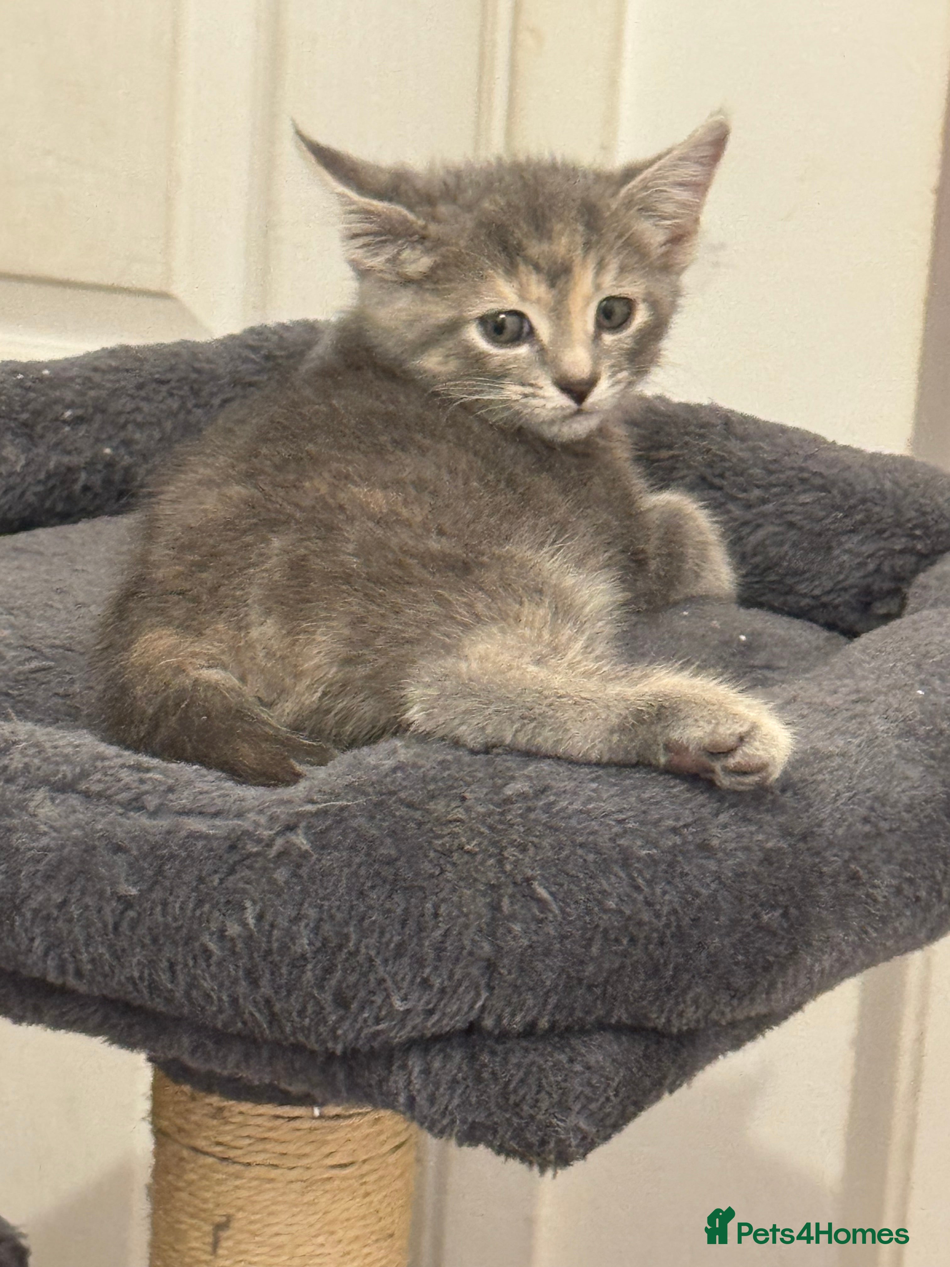 American Shorthair cats for sale: Ready To Leave Today please read full advert pleas - Advert 8