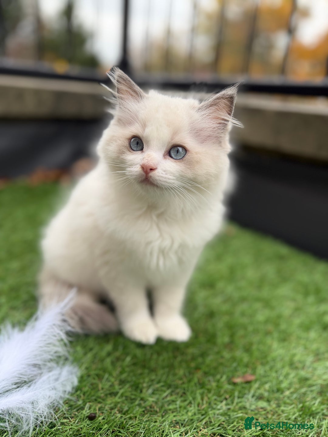 Ragdoll cats for sale: Adorable Male Ragdoll Kittens Looking forHomes! 🐾 - Image 4