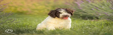 Spanish Water Dog Puppy 3