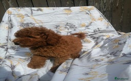Miniature Poodle dogs for sale: Miniature poodles  - Image 28