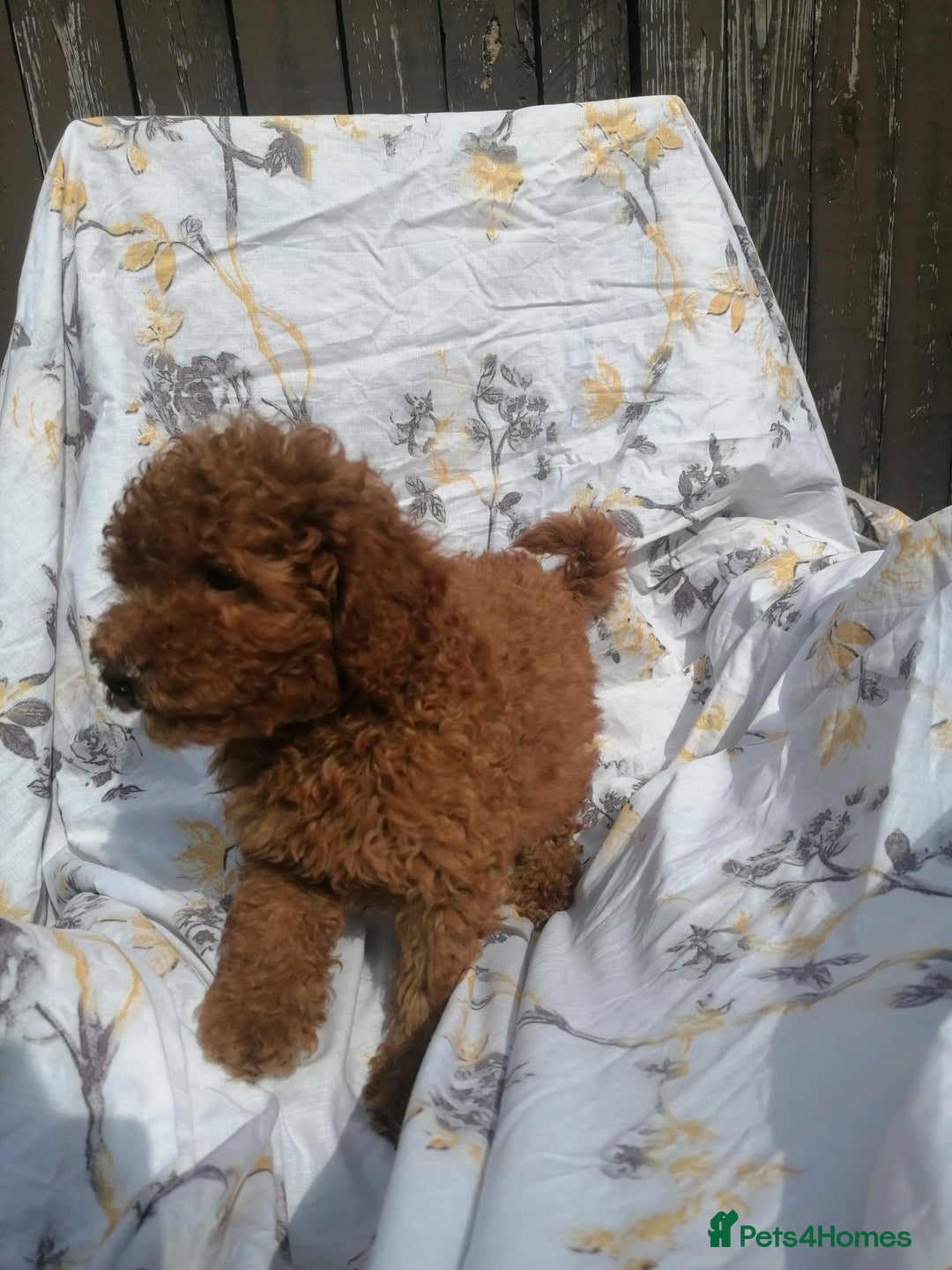 Miniature Poodle dogs for sale: Miniature poodles  - Image 28