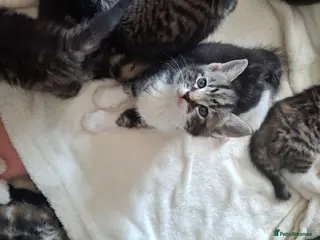 Mixed Breed cats Kittens - Advert 2