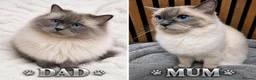 Ragdoll cats for sale: 🐾✨ Stunning Blue Point Ragdoll Kittens ✨🐾 - Advert 2