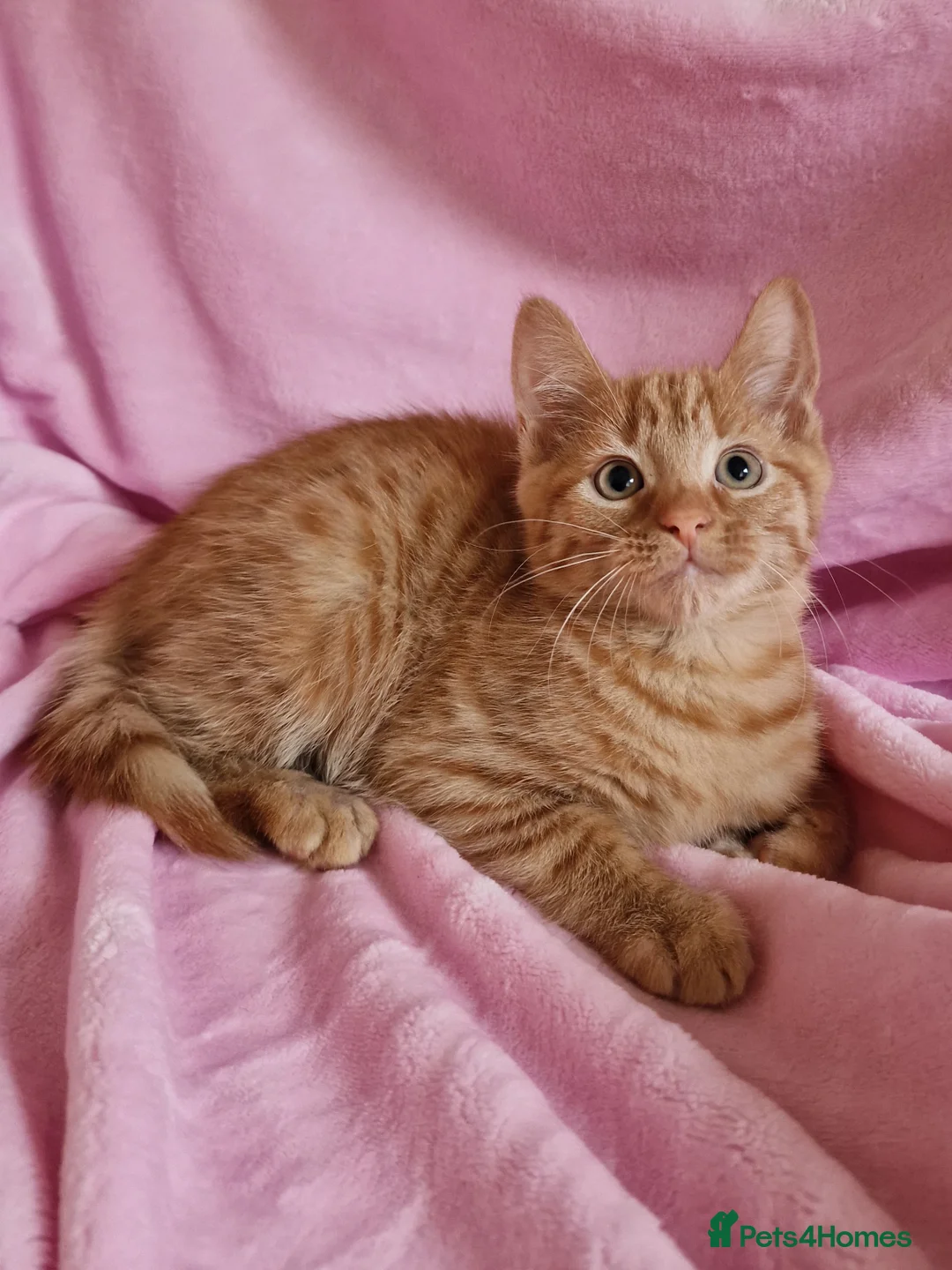 Mixed Breed cats for sale: Cute kittens  - Advert 10