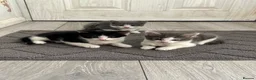 Mixed Breed cats for sale: 3 Male tabby kittens  - Advert 7