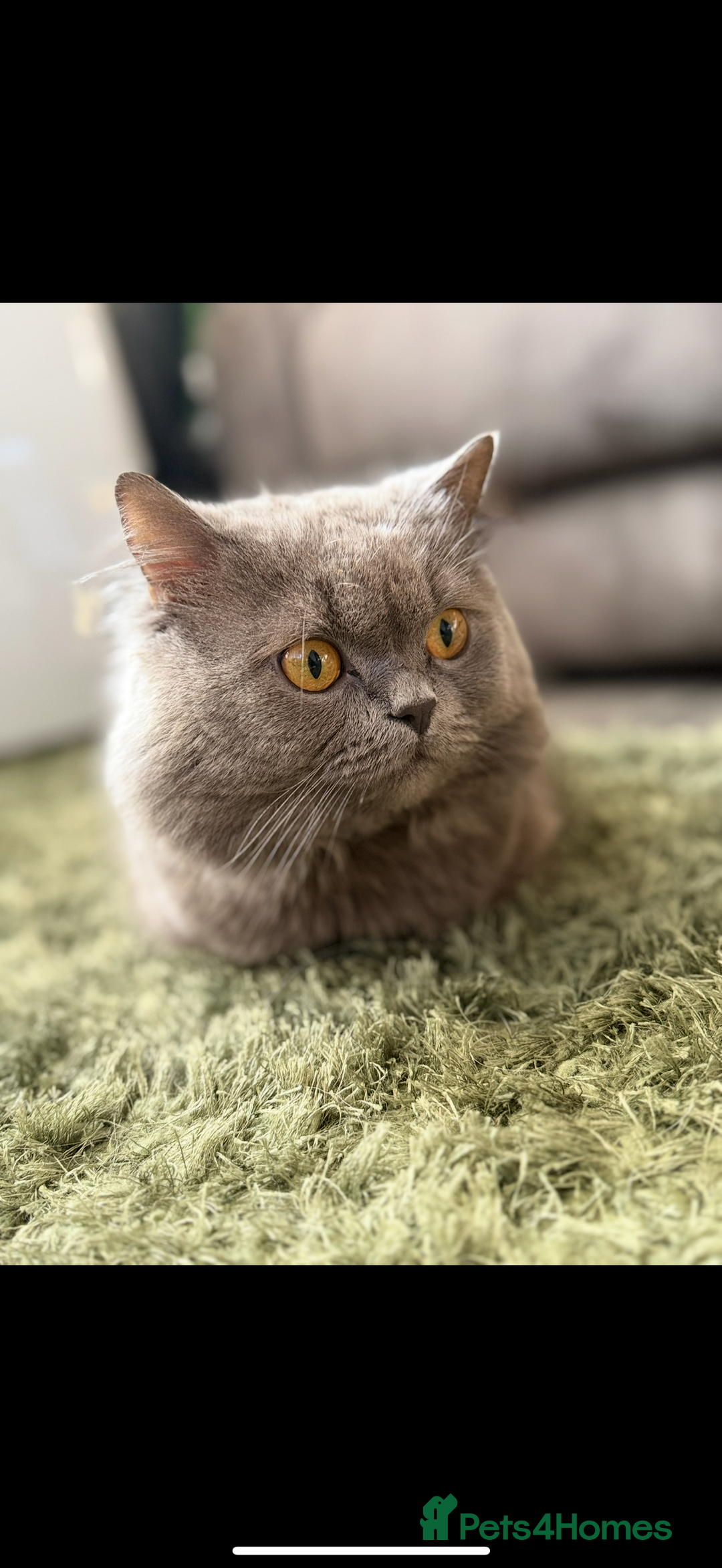 British Longhair cats for sale: British Longhair x kittens for sale - Advert 7