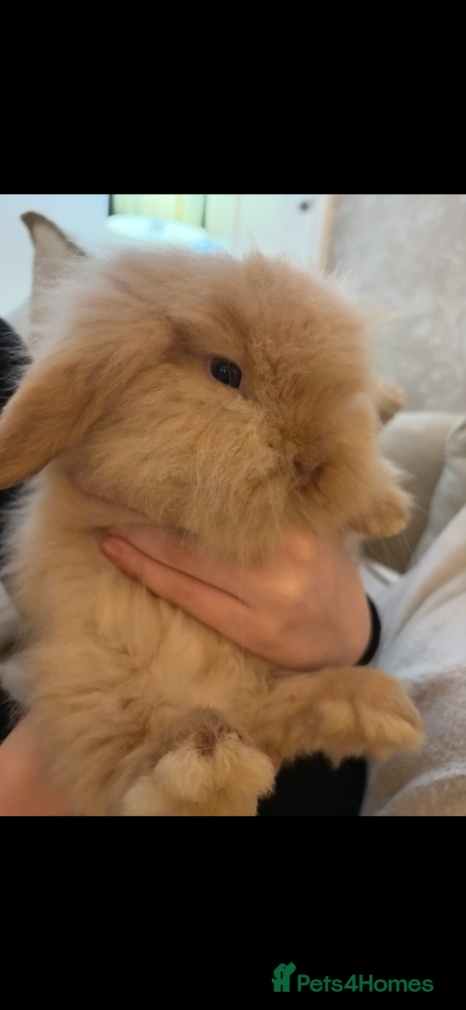Mini Lion Lop rabbits for sale: Fluffy double mane mini lion lop bunny rabbits - Advert 6