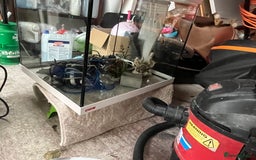 Axolotl reptiles for sale: Baby axolotl for sale - Image 6