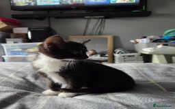 British Longhair cats for sale: 3 kittens looking for forever homes - Image 3